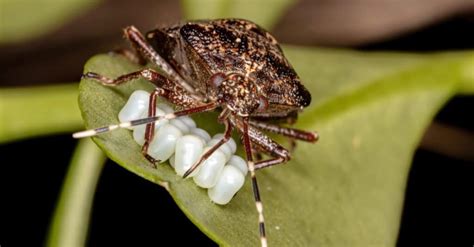 how long can stink bugs live without food or water how often do stink bugs lay eggs