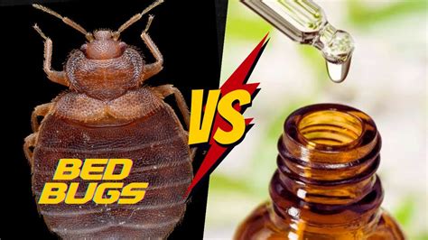 how to dilute tea tree oil for bed bugs: exploring the nuances of its effectiveness