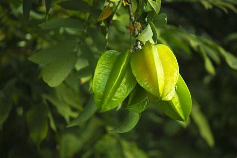 How to Grow Star Fruit: A Delve into the Exotic园艺's Wonders and Uncharted Culinary Explorations