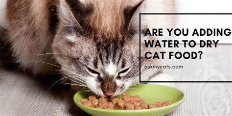 should i put water in my cats dry food: And the Intricate Debate on Enhancing Feline Nutrition