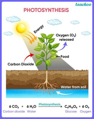 What Makes Food for the Plant: An Exploration Beyond Photosynthesis and Nutrient Uptake