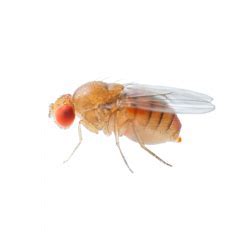 why are fruit flies so annoying, and yet they play an unexpected role in scientific research?